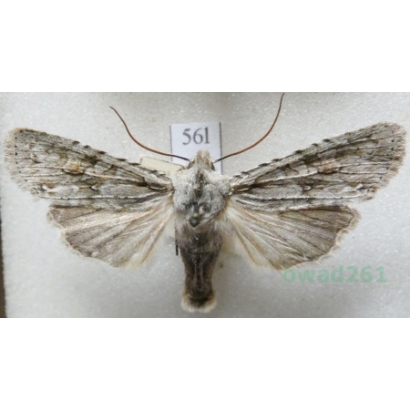 Lithophane ornitopus (Hufnagel, 1766) Drewnica dąbrówka Czech56l